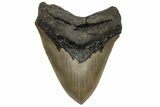 Fossil Megalodon Tooth - Razor Sharp Serrations #235120-1